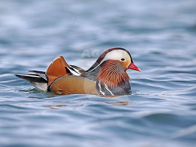 Mandarin Duck stock-image by Agami/James Eaton,
