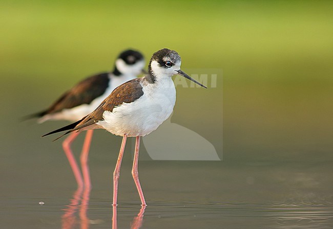 Immature White-backed stilt (Himantopus melanurus) wading in water, Cusco, Peru, South-America. stock-image by Agami/Steve Sánchez,