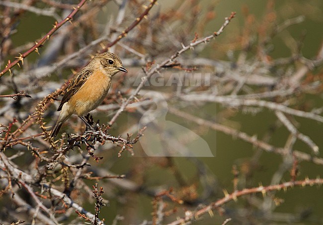 Siberian Stonechat - Pallasschwarzkehlchen - Saxicola maurus, Kazakhstan, adult female stock-image by Agami/Ralph Martin,