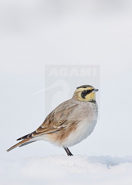 Shore Lark (Eremophila alpestris) Vantaa Finland February 2018 stock-image by Agami/Markus Varesvuo,