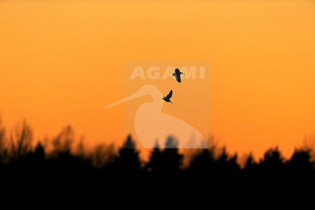 Two Eurasian Woodcocks (Scolopax rusticola) in display flight at dusk above a forest in Finland. stock-image by Agami/Dick Forsman,