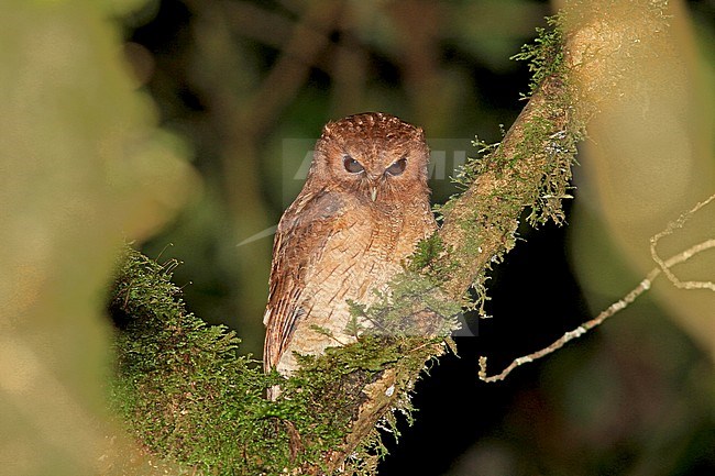 Colombian Screech Owl (Megascops colombianus) during the night in Colombia. stock-image by Agami/Pete Morris,