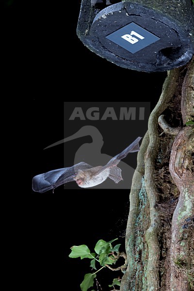 Franjestaart vliegend voor vleermuizenkast, Natterer's Bat flying in front of batbox stock-image by Agami/Theo Douma,