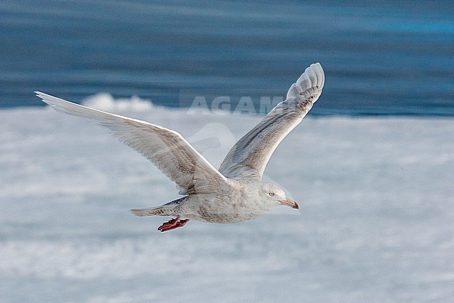 Immature Glaucous Gull (Larus hyperboreus) flying above the drift ice, north of Svalbard, in arctic Norway during the short arctic summer. stock-image by Agami/Marc Guyt,