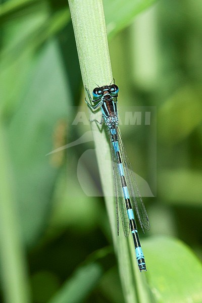 Mannetje Mercuurwaterjuffer, Male Coenagrion mercuriale stock-image by Agami/Wil Leurs,