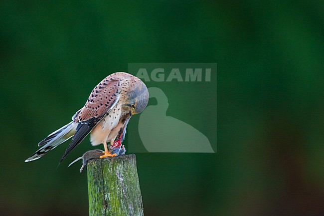 Torenvalk mannetje zittend met prooi; Common Kestrel male perched with prey stock-image by Agami/Menno van Duijn,