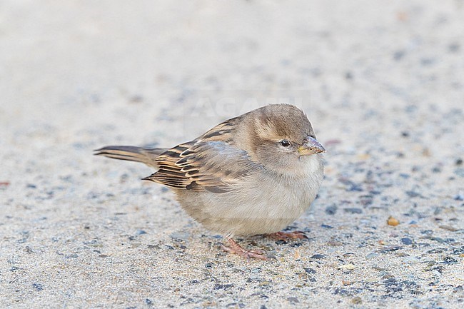Female House Sparrow stock-image by Agami/Arnold Meijer,