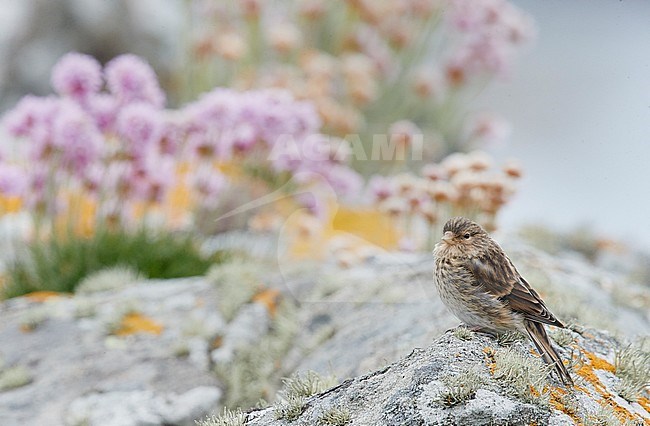 Juvenile British Twite (Carduelis flavirostris pipilans) perched on a rock on the Shetland islands in Scotland. stock-image by Agami/Markus Varesvuo,