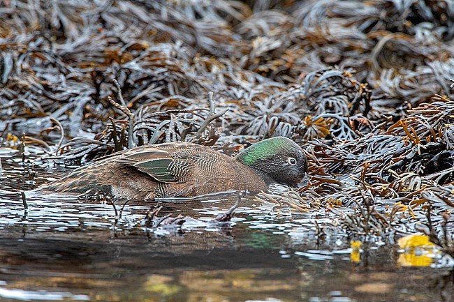 Male Campbell Island Teal (Anas nesiotis), also known Campbell Teal, foraging along the shore. A small, flightless, nocturnal species of duck endemic to the Campbell Islands, New Zealand. stock-image by Agami/Marc Guyt,