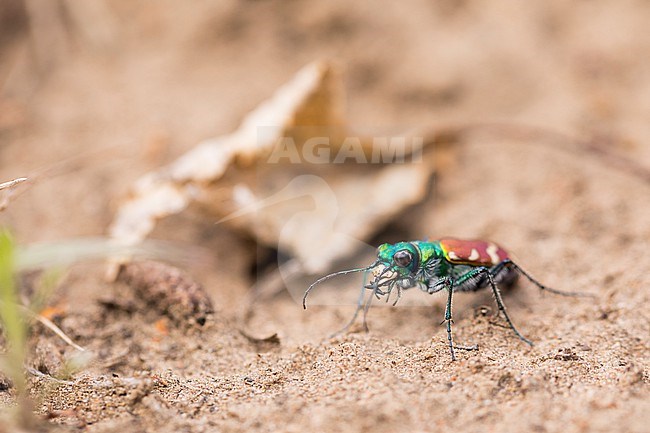 Cicindela coerulea ssp. nitida, Russia (Baikal), imago stock-image by Agami/Ralph Martin,