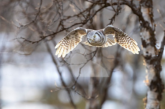 Northern Hawk Owl, Surnia ulula, in Norway. stock-image by Agami/Daniele Occhiato,