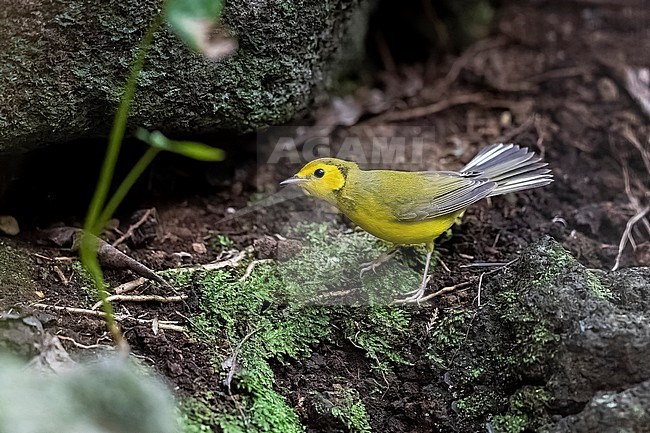First-winter female Hooded warbler (Setophaga citrina) sitting on Ribeira do Cancelas, Corvo, Azores, Portugal. stock-image by Agami/Vincent Legrand,