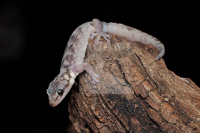 European Leaf-toed Gecko (Euleptes europaea) taken the 27/02/2025 at Hyères - France. stock-image by Agami/Nicolas Bastide,