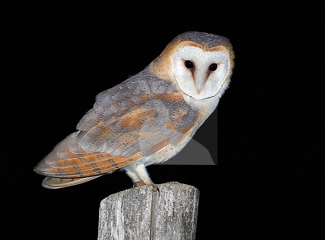 Western Barn Owl, Tyto alba, at La Roche l'Abeille - Haute Vienne  - France. stock-image by Agami/Aurélien Audevard,