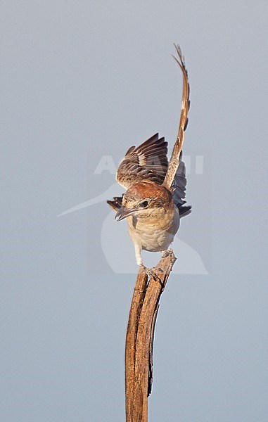 Woodchat Shrike (Lanius senator) sitting on an exposed perch in Portugal. stock-image by Agami/Harvey van Diek,