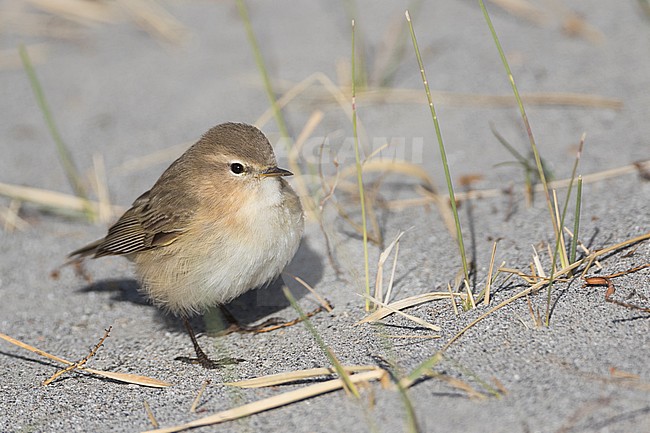 Mountain Chiffchaff (Phylloscopus sindianus ssp. sindianus) adult perched on the ground stock-image by Agami/Ralph Martin,