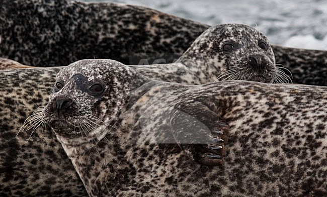 Gewone Zeehond, Common Seal, Phoca vitulina stock-image by Agami/Hugh Harrop,