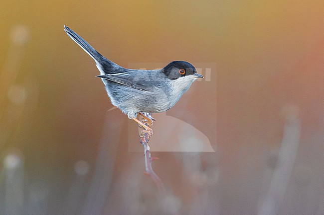 Male Sardinian Warbler (Sylvia melanocephala) in Italy. stock-image by Agami/Daniele Occhiato,