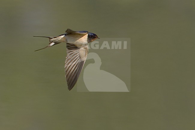 Barn Swallow flying; Boerenzwaluw vliegend stock-image by Agami/Daniele Occhiato,
