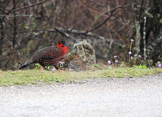 Male Satyr Tragopan (Tragopan satyra) crossing a road in Himalayan Bhutan. Also also known as the Crimson Horned Pheasant. stock-image by Agami/James Eaton,