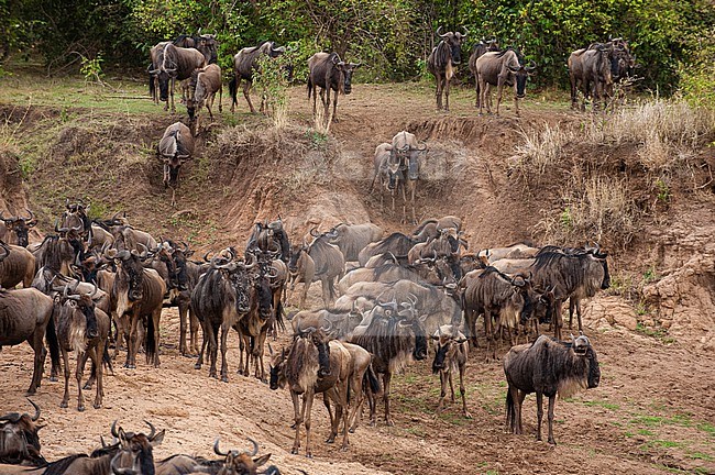 Migrating wildebeests, Connochaetes taurinus, approaching the Mara River. Mara River, Masai Mara National Reserve, Kenya. stock-image by Agami/Sergio Pitamitz,
