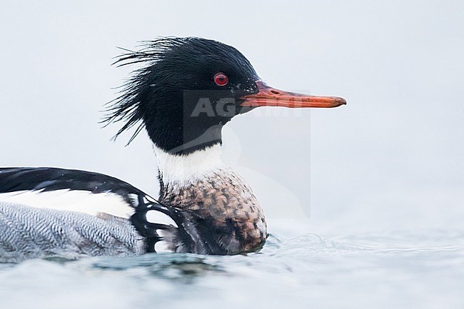 Red-breasted Merganser - Mittelsäger - Mergus serrator, Germany (Schleswig-Holstein), adult, male stock-image by Agami/Ralph Martin,