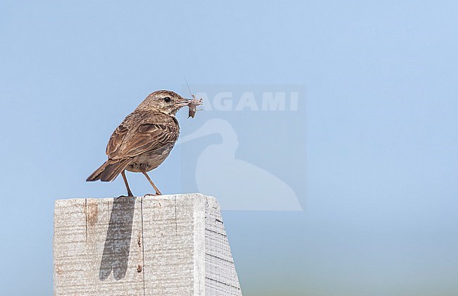 Berthelot's Pipit, Anthus berthelotii madeirensis, on Madeira. stock-image by Agami/Marc Guyt,