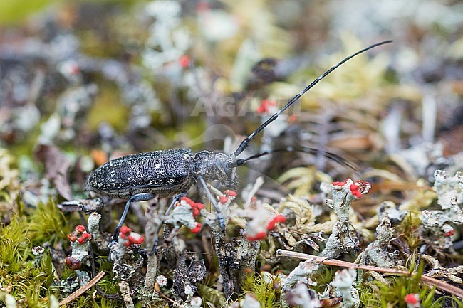 Monochamus galloprovincialis - Pine Sawyer - Gefleckter Langhornbock, Russia (Ural), imago, female stock-image by Agami/Ralph Martin,