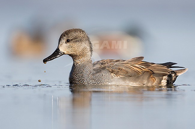 Gadwall - Schnatterente - Anas streperea, Germany, 2nd cy male stock-image by Agami/Ralph Martin,