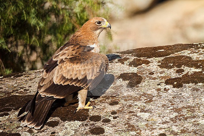 Booted Eagle (Hieraaetus pennatus) in Ávila (Spain) stock-image by Agami/Oscar Díez,