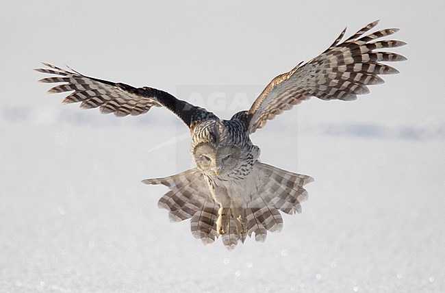 Ural Owl (Strix uralensis) in flight in Finland. Hunting at a snow covered clearing in a forest. stock-image by Agami/Arto Juvonen,