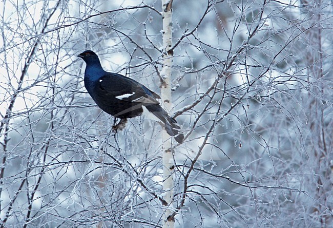 Korhoen zittend in boom; Black Grouse perched in tree stock-image by Agami/Markus Varesvuo,