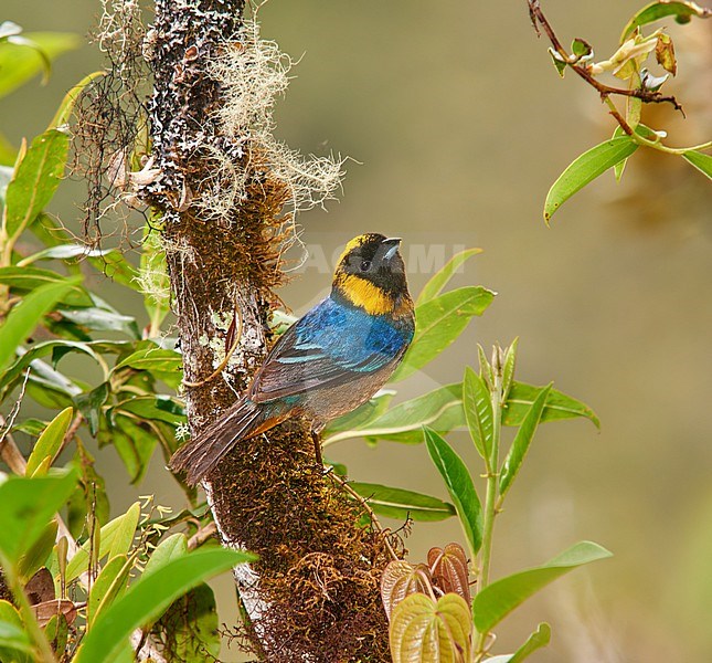 Golden-collared Tanager (Iridosornis jelskii) perched on a mossy branch, Peru stock-image by Agami/Tomas Grim,