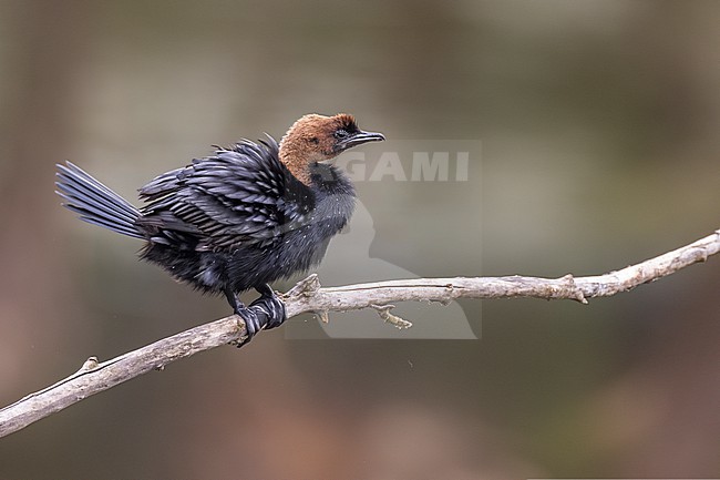 Pygmy Cormorant, Microcarbo pygmeus, in Italy. stock-image by Agami/Daniele Occhiato,