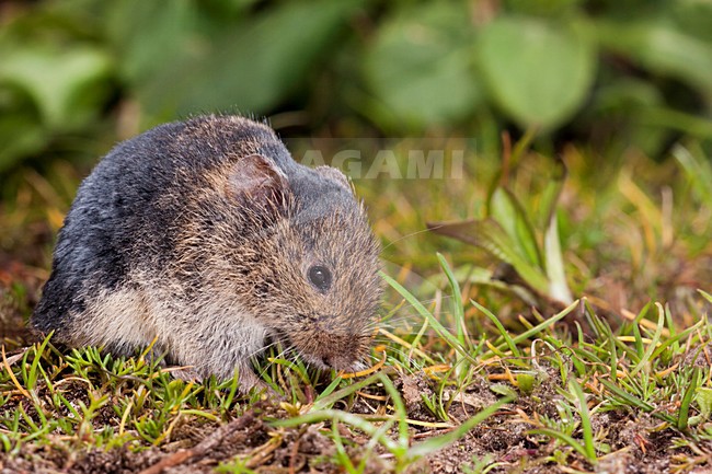 Veldmuis etend, Common Vole eating stock-image by Agami/Theo Douma,