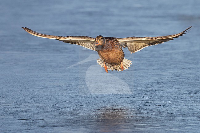 Adult female
Vancouver, B.C., CANADA
January 2013 stock-image by Agami/Brian E Small,