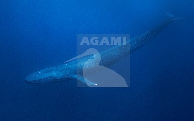 Blue Whale (Balaenoptera musculus ssp brevicauda) diving down, stretching the whole body. stock-image by Agami/Lennart Verheuvel,