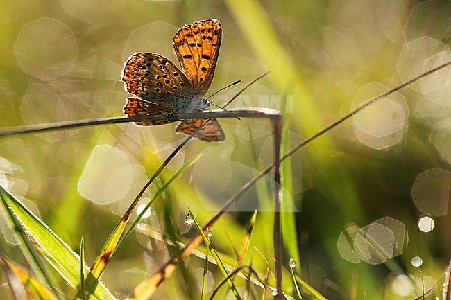 Bruine vuurvlinder / Sooty Copper (Lycaena tityrus) stock-image by Agami/Wil Leurs,