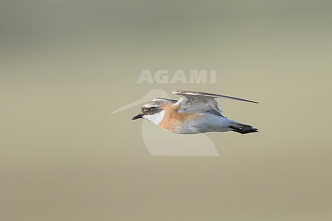 Lesser Sand Plover - Mongolenregenpfeifer - Charadrius mongolus ssp. pamirensis, Kyrgyzstan, adult male stock-image by Agami/Ralph Martin,