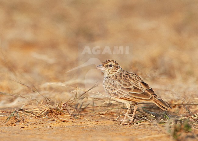 Indian Bush Lark (Mirafra erythroptera) standing on the ground. Also known as Indian lark, Indian red-winged lark, red-winged singing bushlark and rusty-winged lark. stock-image by Agami/Marc Guyt,