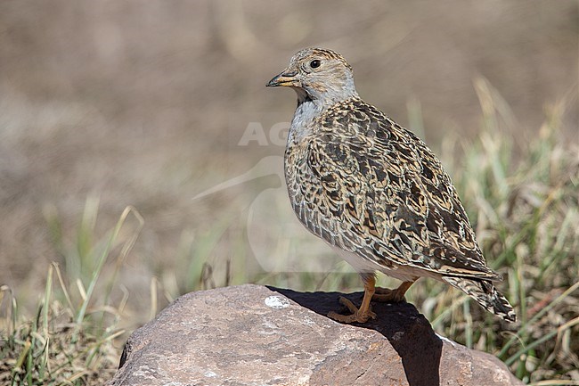 A male Grey-breasted Seedsnipe (Thinocorus orbignyianus) at Aconcagua, Argentina. stock-image by Agami/Tom Friedel,