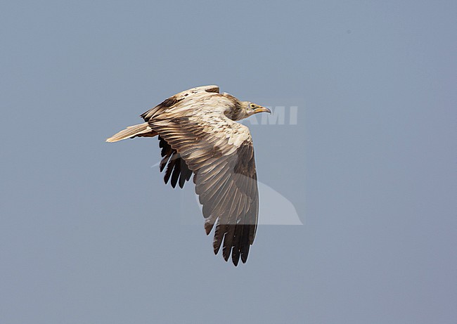  stock-image by Agami/Arie Ouwerkerk,