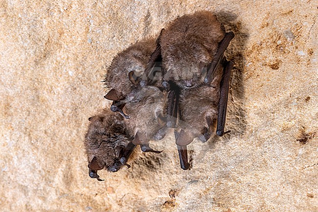 Group of Geoffroy's Bat (Myotis emarginatus) hibernate in a crevice of a cave in Montagne Saint Pierre, Liège, Belgium. stock-image by Agami/Vincent Legrand,