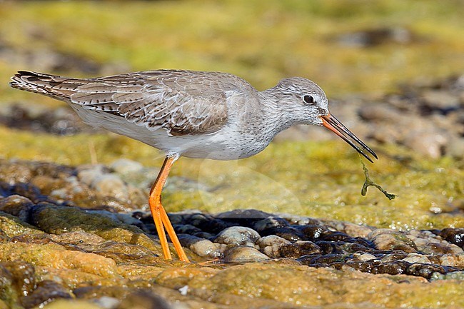 Redshank (Tringa totanus), feeding in a marsh, Qurayyat, Muscat Governorate, Dhofar, Oman stock-image by Agami/Saverio Gatto,