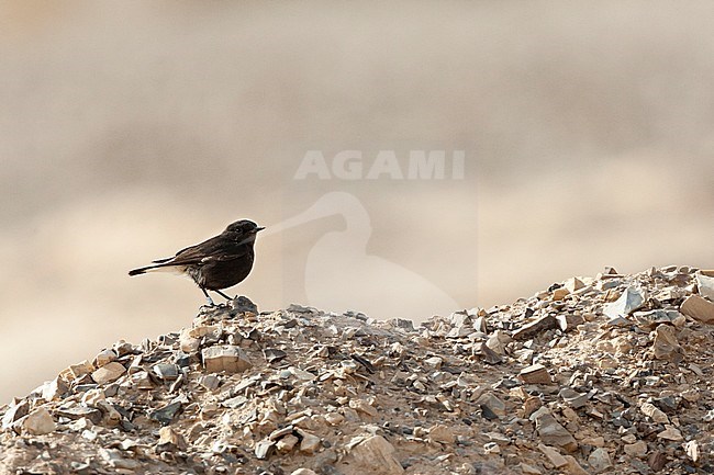 Basalt Wheatear (Oenanthe lugens warriae) in israel.
This is an intriguing dark subspecies of the mourning wheatear from the basalt desert of northeast Jordan, sometimes wintering as a vagrant in Israel, stock-image by Agami/Marc Guyt,