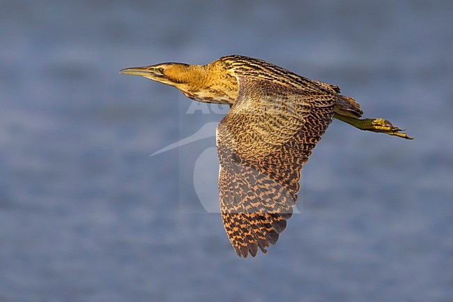 Roerdomp; Great Bittern; Botaurus stellaris stock-image by Agami/Daniele Occhiato,