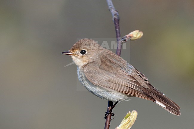 Vrouwtje Kleine Vliegenvanger; Female Red-breasted Flycatcher stock-image by Agami/Markus Varesvuo,