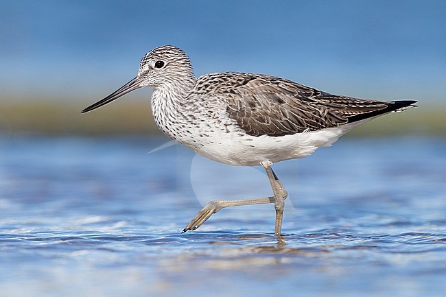 Greenshank (Tringa nebularia), side view of an adult walking in a pond, Campania, Italy stock-image by Agami/Saverio Gatto,