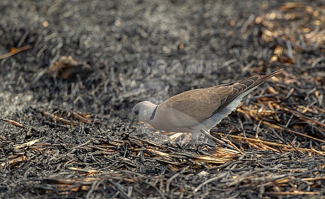 Red Collared Dove (Streptopelia tranquebarica) female on ground at Khao Yai National Park, Thailand stock-image by Agami/Helge Sorensen,