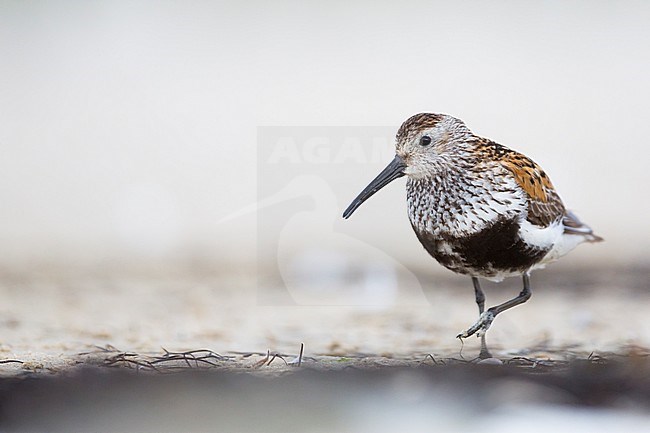 Adult Dunlin (Calidris alpina), Germany, standing on a mud flat in summer plumage. stock-image by Agami/Ralph Martin,